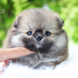 ปอมเมอเรเนียน เพศเมียสีส้ม