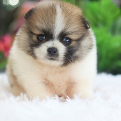 ปอมเมอเรเนียน เพศผู้แฟนซี