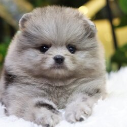 ปอมเมอเรเนียน เพศผู้ สีเมอร์เร่