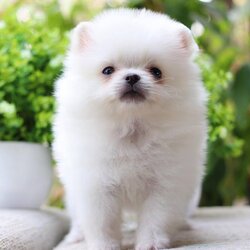 ปอมเมอเรเนียน เพศผู้