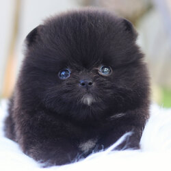 ปอมเมอเรเนียน เพศผู้สีดำ