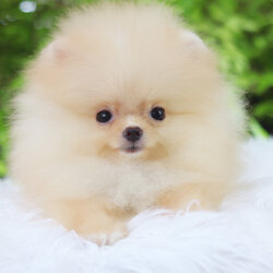 ปอมเมอเรเนียน เพศเมียสีครึม ทีคัพ