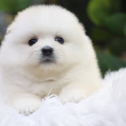 ปอมเมอเรเนียน เพศผู้ เกรดเลี้ยงเล่น หน้าฟ็อก