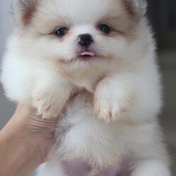 ปอมเมอเรเนียน เพศผู้