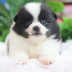 ปอมเมอเรเนียน เพศผู้ สีแฟนซี