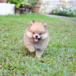 ปอมเมอเรเนียน เพศเมีย