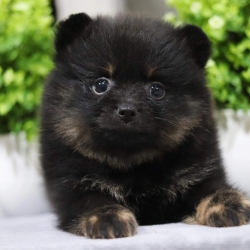 ปอมเมอเรเนียน เพศเมีย