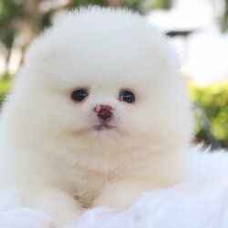 ปอมเมอเรเนียน เพศผู้สีขาวครีม