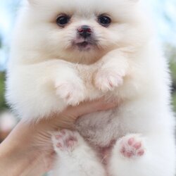 ปอมเมอเรเนียน เพศผู้ ขาวครีม ไซส์เล็ก เตี้ยสั้น