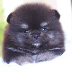 ปอมเมอเรเนียน เพศผู้ สีแบล็คแทน