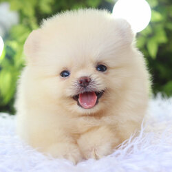 ปอมเมอเรเนียน เพศผู้สีครีม