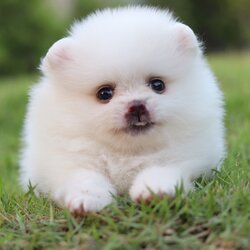 ปอมเมอเรเนียน เพศผู้ สีขาวครีม