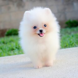 ปอมเมอเรเนียน เพศเมียสีขาวครีม ไซด์ทีคัพ