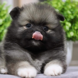 ปอมเมอเรเนียน เพศผู้