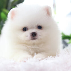 ปอมเมอเรเนียน เพศผู้สีขาวครีม