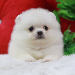 ปอมเมอเรเนียน เพศผู้ขาวครีม