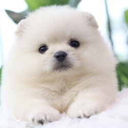 ปอมเมอเรเนียน เพศผู้ สีขาวครีม