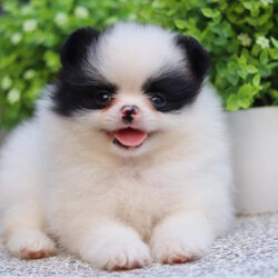 ปอมเมอเรเนียน เพศเมีย