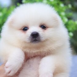 ปอมเมอเรเนียน เพศผู้