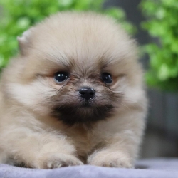 ปอมเมอเรเนียน เพศผู้