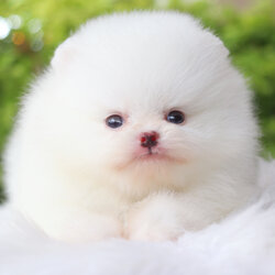 ปอมเมอเรเนียน เพศผู้ สีขาว เกรดโชว์ สายเลือดเกาหลี