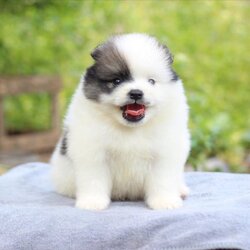 ปอมเมอเรเนียน เพศผู้