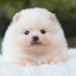 ปอมเมอเรเนียน เพศผู้ ขาวครีม