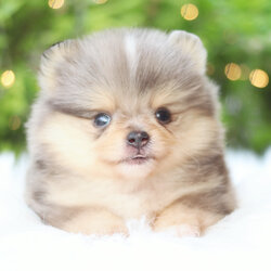 ปอมเมอเรเนียน เพศผู้ เมอร์เร่