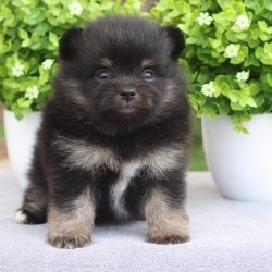 ปอมเมอเรเนียน เพศผู้