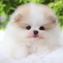 ปอมเมอเรเนียน เพศผู้ สีแฟนซีลูกครึ่งเกาหลี