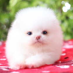 ปอมเมอเรเนียน เพศผู้ สีขาวครีม เกรดโชว์