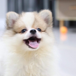 ปอมเมอเรเนียน