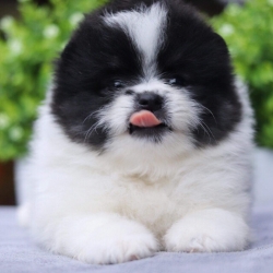 ปอมเมอเรเนียน เพศผู้