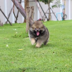 ปอมเมอเรเนียน เพศผู้