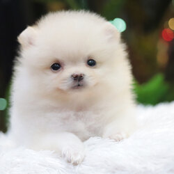 ปอมเมอเรเนียน เพศเมียสีขาวครีม