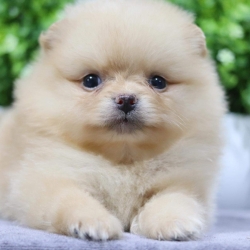 ปอมเมอเรเนียน เพศผู้