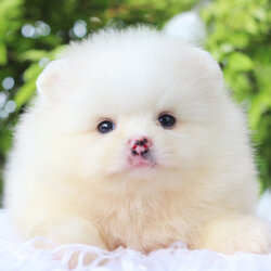 ปอมเมอเรเนียน เพศเมียสีขาวครีม เกรดโชว์