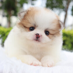 ปอมเมอเรเนียน เพศเมียสีแฟนซี