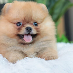 ปอมเมอเรเนียน เพศเมียสีส้ม