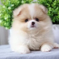 ปอมเมอเรเนียน เพศเมีย