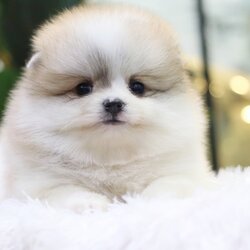 ปอมเมอเรเนียน เพศเมียแฟนซี