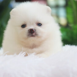 ปอมเมอเรเนียน เพศผู้ สีขาวครีม