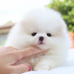 ปอมเมอเรเนียน เพศผู้สีขาวครีมเกรดโชว์