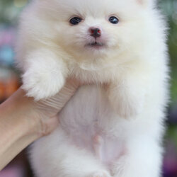 ปอมเมอเรเนียน เพศผู้ สีขาวครีม