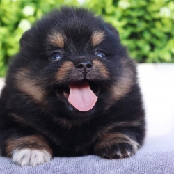 ปอมเมอเรเนียน เพศผู้