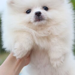 ปอมเมอเรเนียน เพศเมียขาวครีม