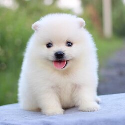 ปอมเมอเรเนียน เพศผู้สีขาว