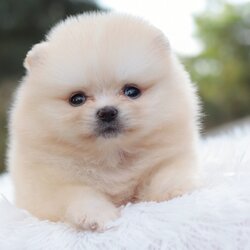 ปอมเมอเรเนียน เพศเมีย สีขาวครีม