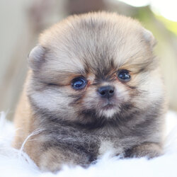 ปอมเมอเรเนียน เพศเมียสีส้ม