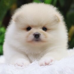 ปอมเมอเรเนียน เพศผู้ขาวครีม